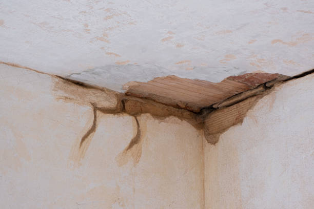 Best Carpet water damage restoration  in Mountain View, NC